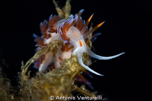 Cratena nudibranchs_August 2025
(CanonRF100,1/200,f11,is... by Antonio Venturelli 